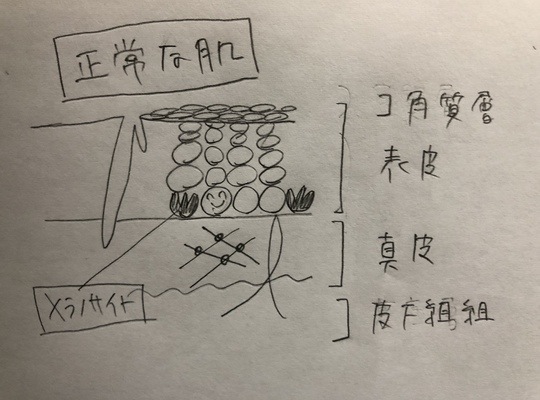 肌の断面図