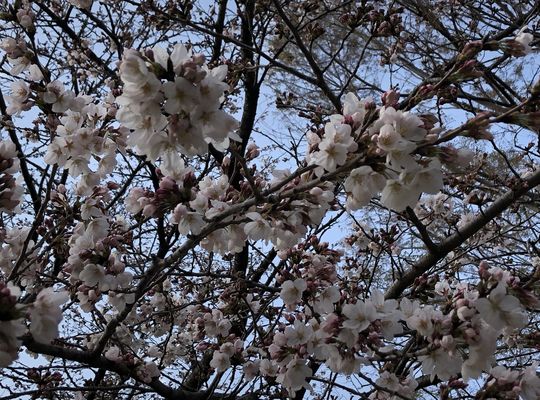 公園の桜